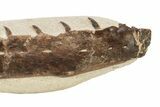 Fossil Mosasaur (Tethysaurus) Jaw - Asfla, Morocco #266936-2